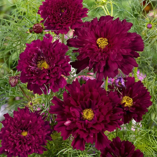 Double Click Cranberries Cosmos Seeds - 200+ Pack - Colorful Flower Seeds for Garden - Cosmos bipinnatus
