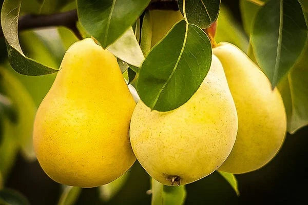 Kieffer Pear Tree Seeds 12+3 Free - Hardy, Juicy, Self-Pollinating, Pyrus communis x Pyrus pyrifolia