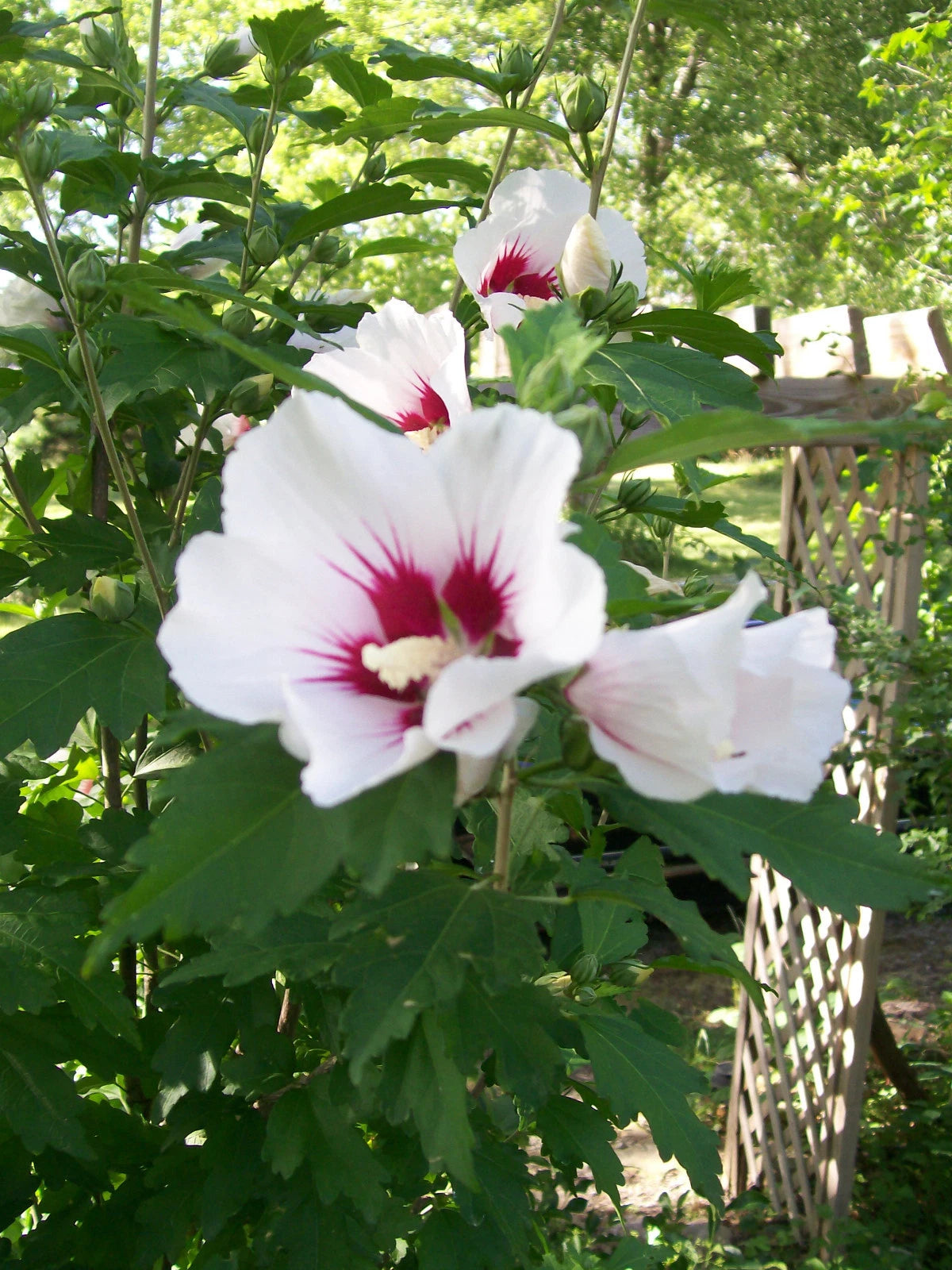 Rose of Sharon Plant Cuttings Set of 10 - White and Purple Varieties - Hibiscus syriacus