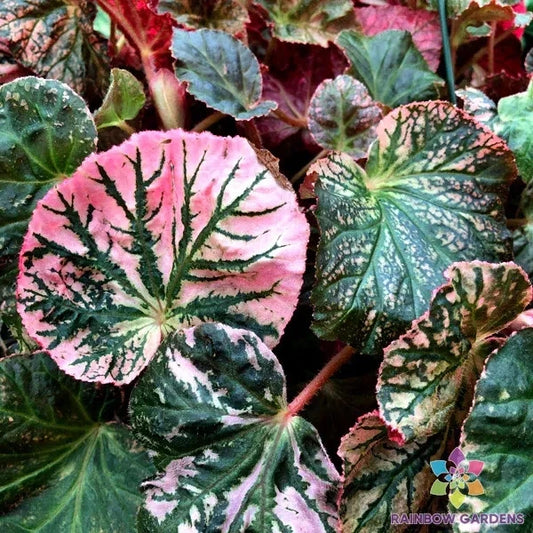 Midnight Sun Begonia Seeds - 25+ Pack for Garden Planting - USA - Free Shipping - (Begonia x tuberhybrida)