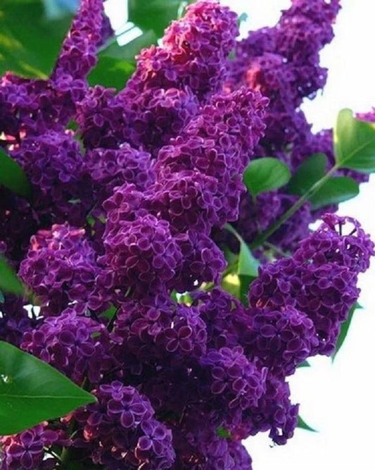 25 Dark Purple Lilac Seeds | Fragrant Perennial Flowers | Syringa vulgaris | US Seller