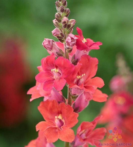 Chantilly Deep Orange Snapdragon Seeds - 1000+ Pack - Antirrhinum majus - USA Grown - Free Shipping