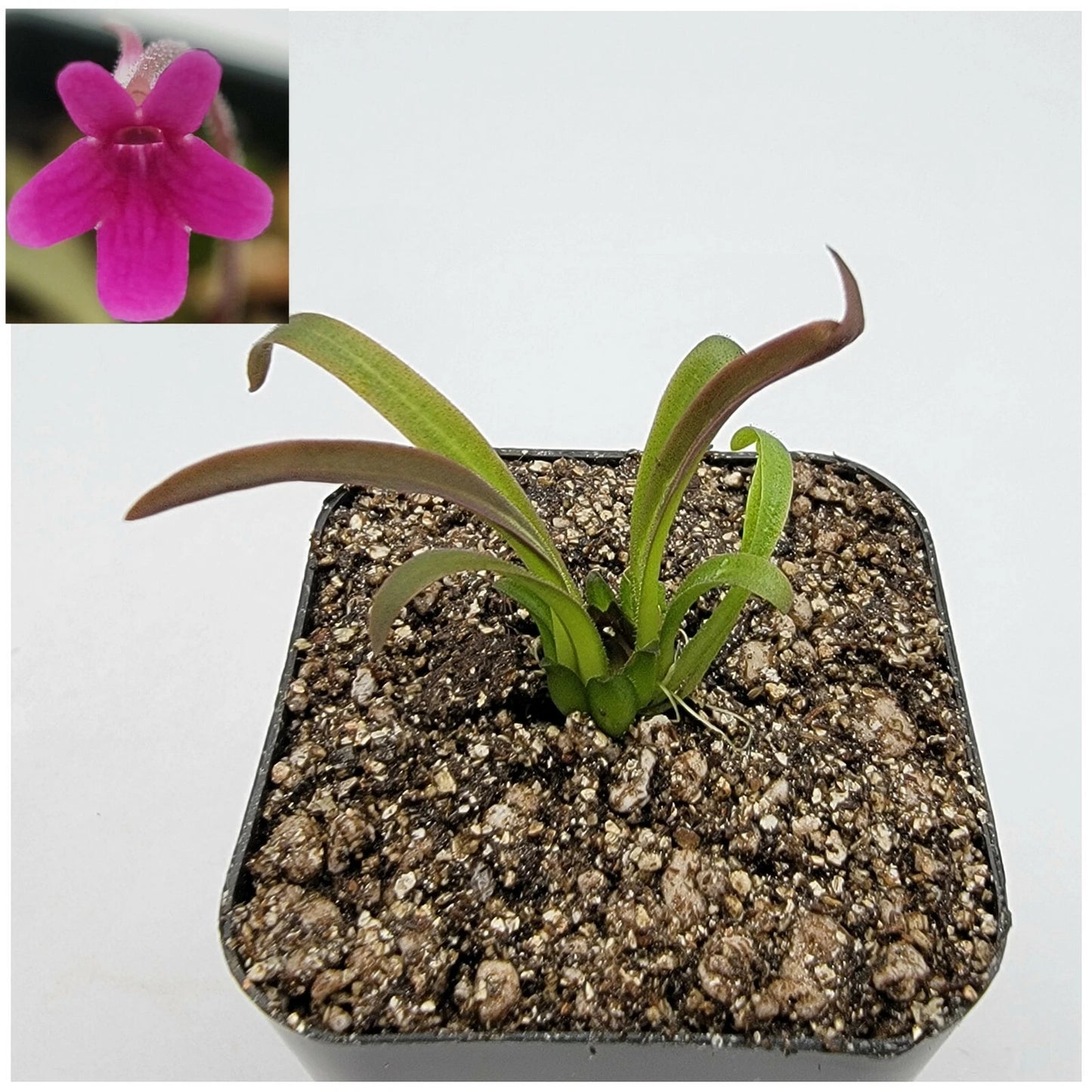 Butterwort Plant - Pinguicula calderoniae - Llano del Conejo Variety - Carnivorous Plant for Indoor Gardening