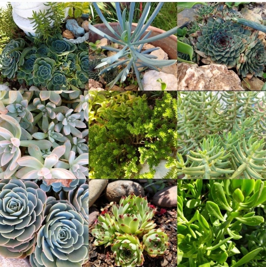 Assorted Succulent Cuttings 50-Piece Live Unrooted Starter Plants - Perfect for DIY Arrangements & Gardens, Various Varieties
