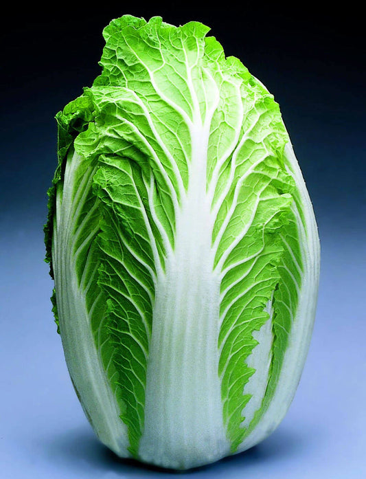 Chinese Cabbage Seeds - China Express Variety - Brassica rapa Subsp. Pekinensis