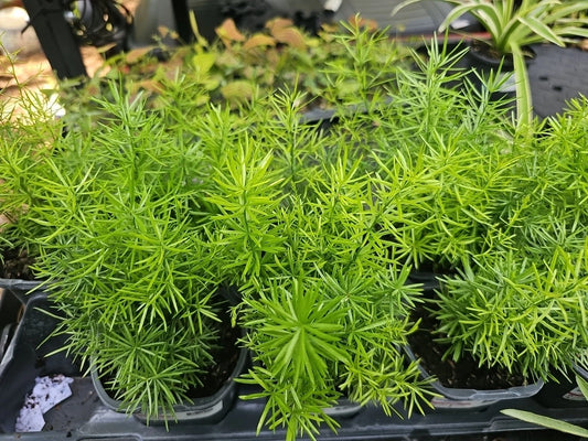 Asparagus Fern Live Plant 4" Pot Heirloom Sprengerii Densiflorus Green Foliage