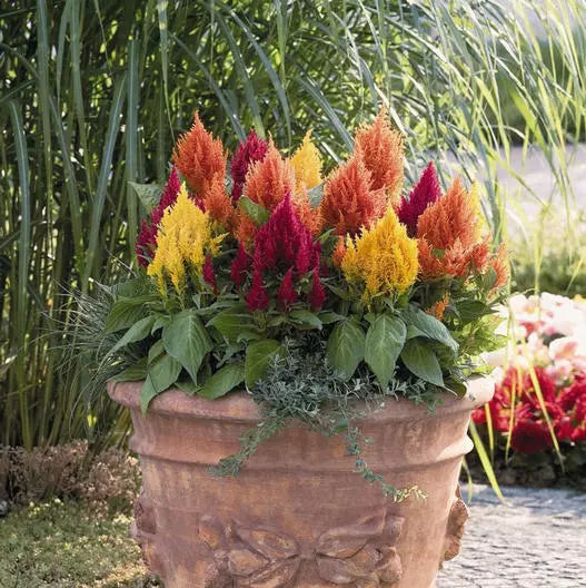 Celosia Seeds Mix - Lilliput Kewpie Dwarf Variety for Borders & Containers, Non-GMO, 200 Seeds - Vibrant Colors