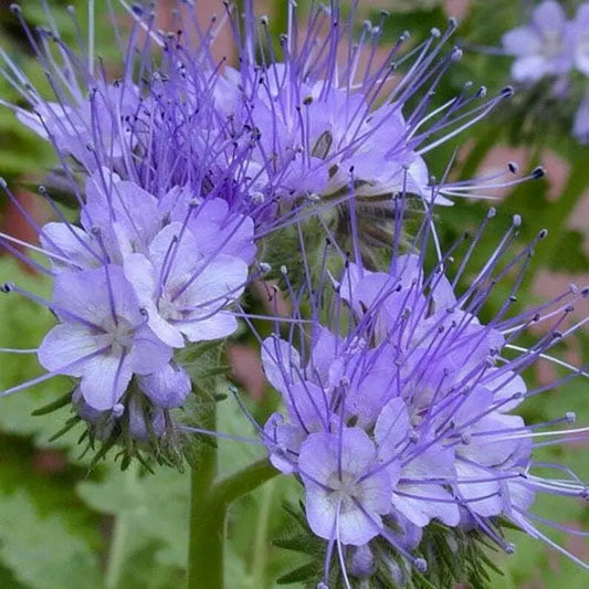 Lacy Phacelia Seeds 250+ Pack | Phacelia Tanacetifolia | Annual Flower for Bees | USA Free Shipping