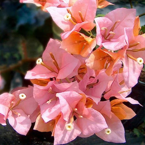 Bougainvillea Starter Plug Plant - HUGH EVANS Variety - Well Rooted Live Plant for Gardens, Containers, and Landscapes