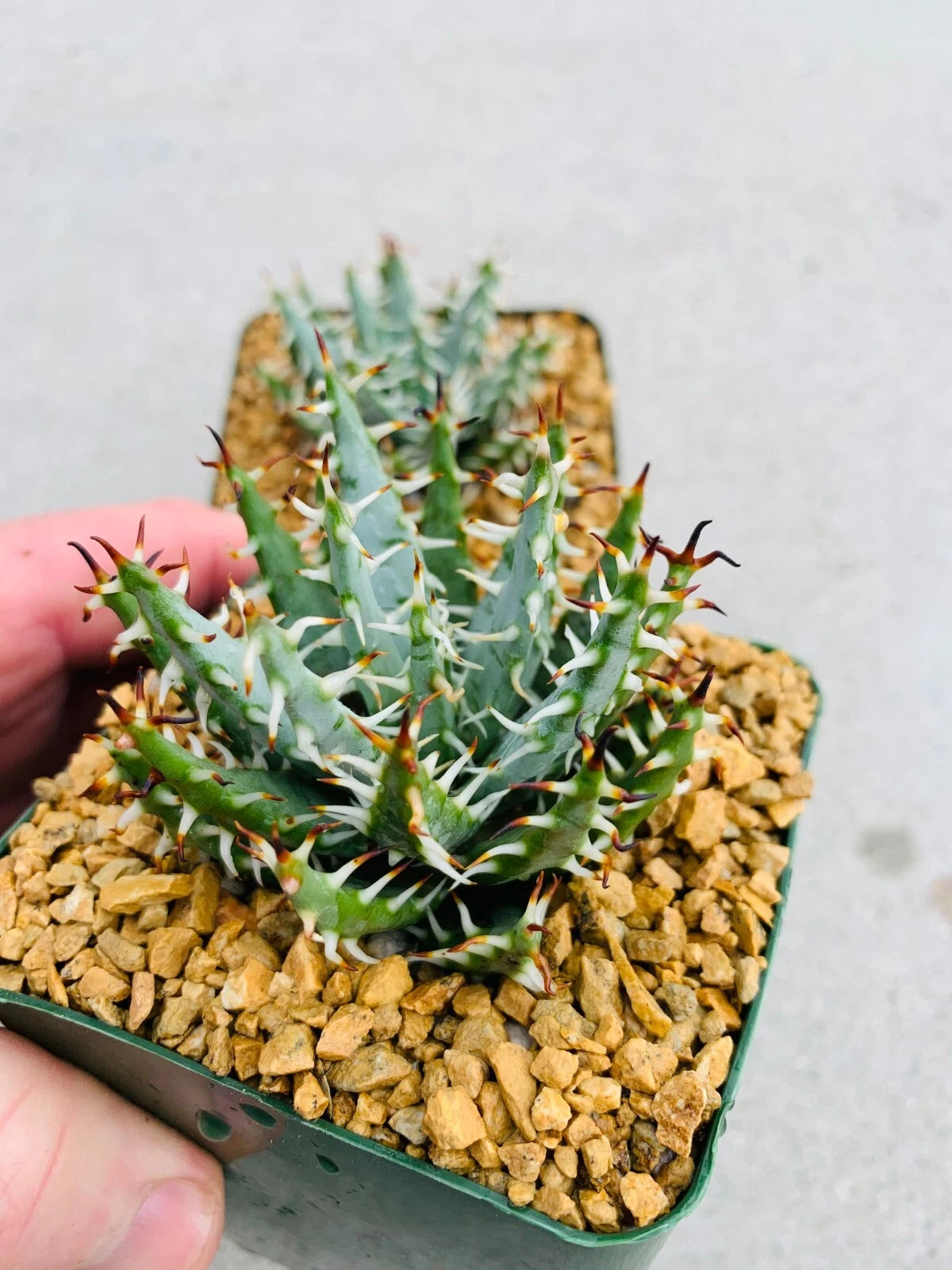 Aloe Erinacea Seeds - Live Succulent Plant - Cacti & Agaves - Ideal for Indoor or Outdoor Gardening