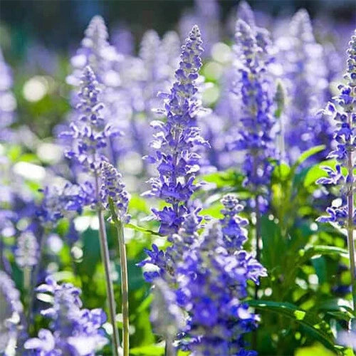 Hyssop Seeds | Heirloom Non-GMO | Blue-Purple Flowers | Hyssopus officinalis