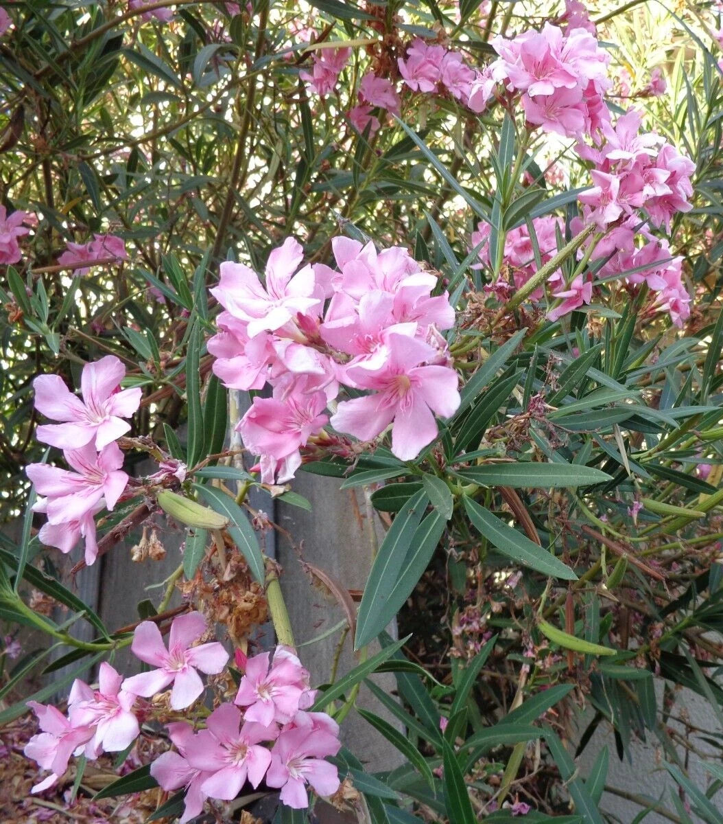 Oleander Plant Cuttings 7" Pink Live Flowers for Propagation Nerium oleander