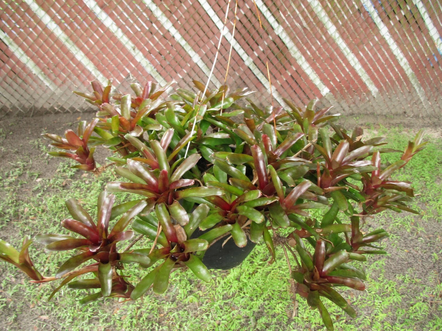 Branching Neoregelia Bromeliad - Green and Dark Red - Pack of 3 - Neoregelia spp.