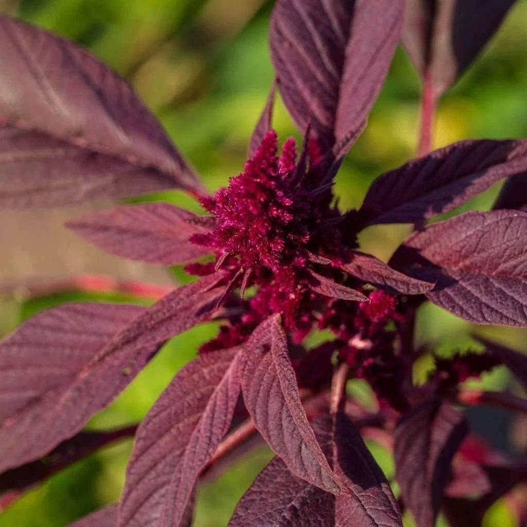 Red Garnet Amaranth Seeds, Kiwicha, NON-GMO, Various Sizes, Organic Amaranthus caudatus