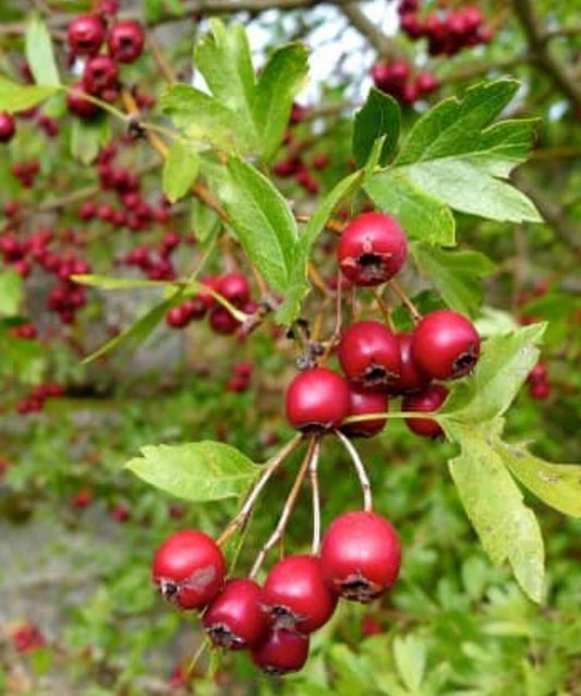 15+ Organic Hawthorn Berry Seeds - Quickthorn, Thornapple, Mayflower - Crataegus