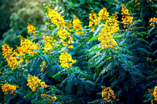 30 American Senna Seeds - Senna hebecarpa - Organic, Non-GMO, Tropical Plant Seeds for Gardening