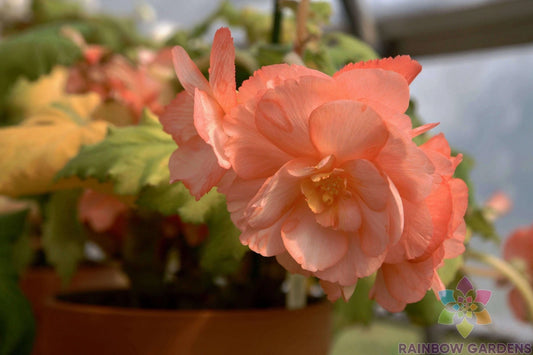 25+ Pink Pearcei Begonia Seeds for Garden Planting - Begonia pearcei - USA Grown, High Germination Rate