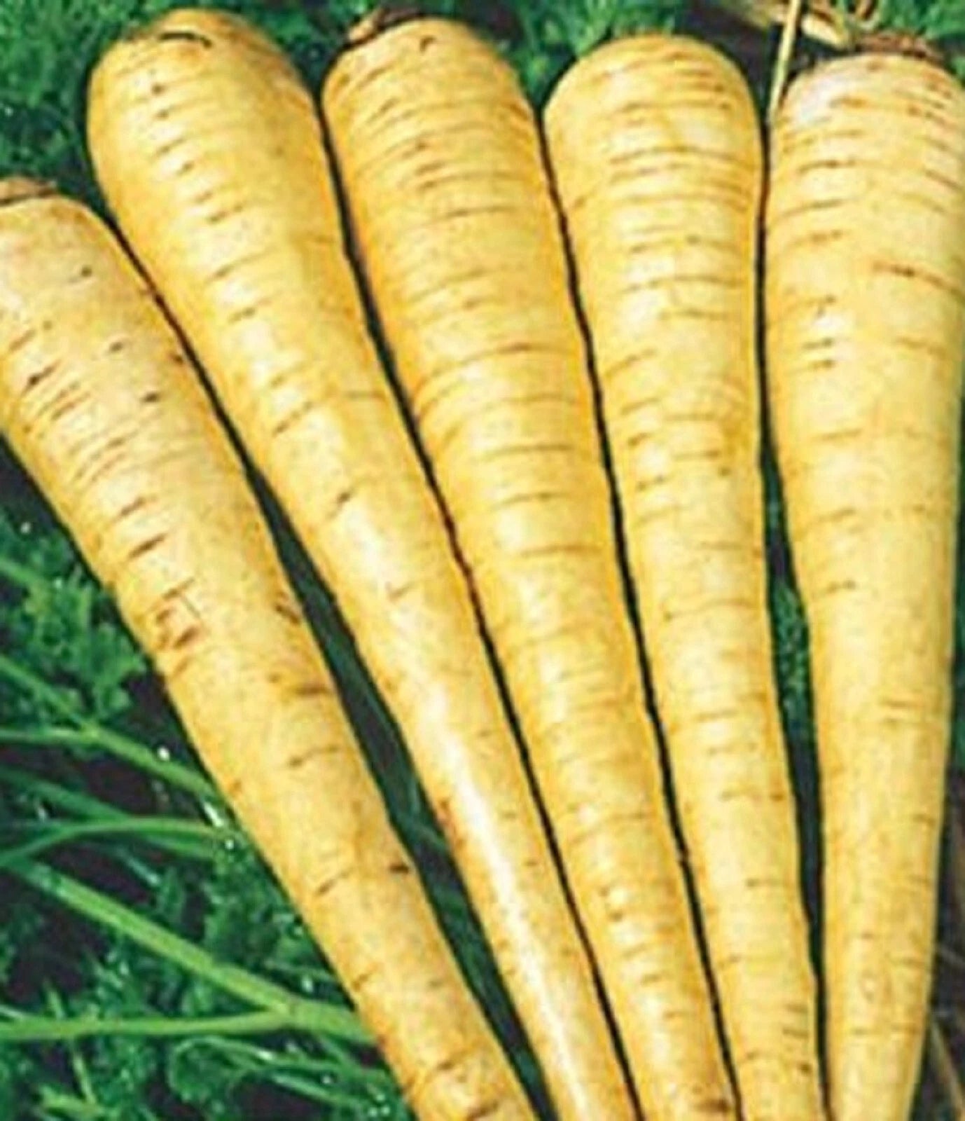 All American Parsnip Seeds - 200+ Non-GMO Seeds - Pastinaca sativa - Heirloom Vegetable Seeds for Home Gardening