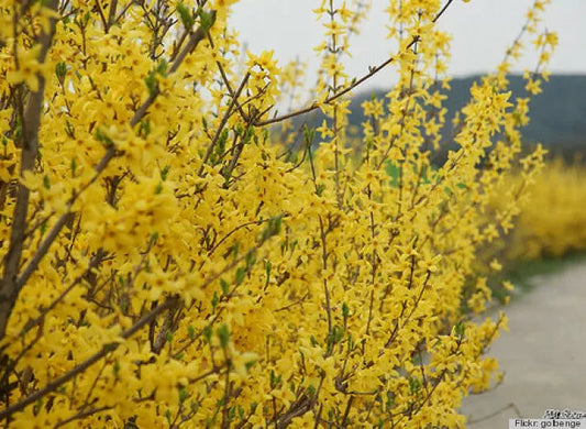 Forsythia Bush Live Plant 12-24" Bare Root 1-2 Years Old Forsythia x intermedia