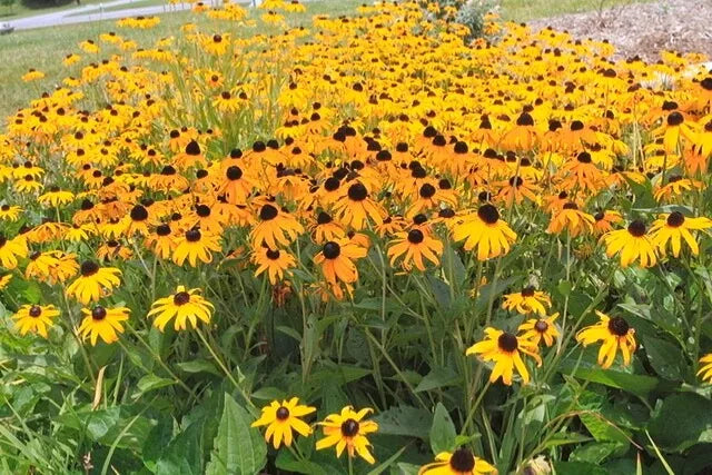 Brown Eyed Susan Seeds 200 Count - Rudbeckia Hirta - New Crop 2023 - Garden Flower Seeds
