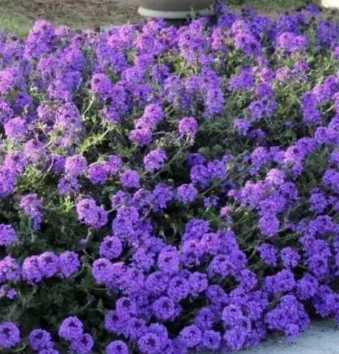 860 Seeds Moss Verbena - Attracts Butterflies - Verbena tenuisecta - GroCo USA