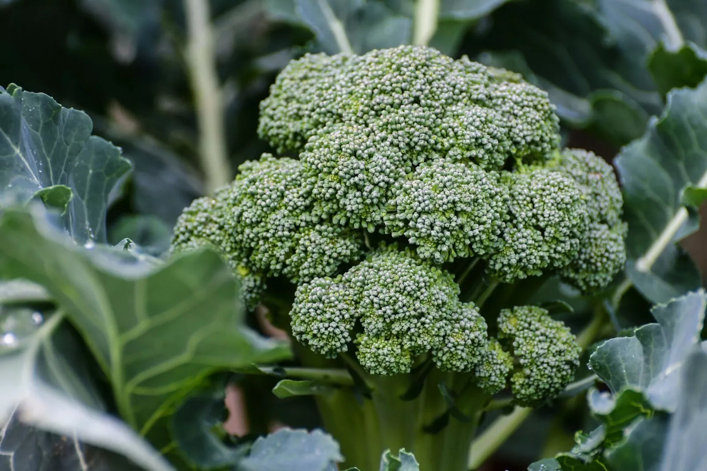 Broccoli Seeds - 800+ Count - Waltham 29 Variety - Heirloom Vegetable Seeds - Brassica oleracea