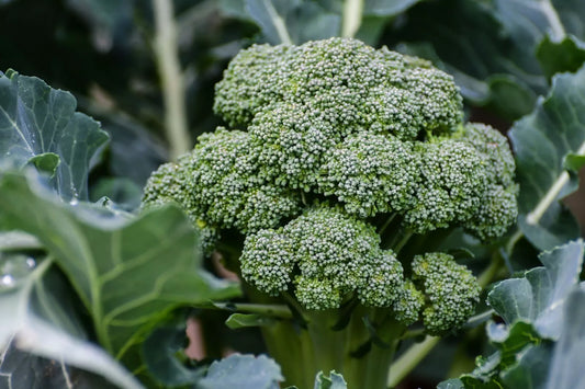Broccoli Seeds - 800+ Count - Waltham 29 Variety - Heirloom Vegetable Seeds - Brassica oleracea
