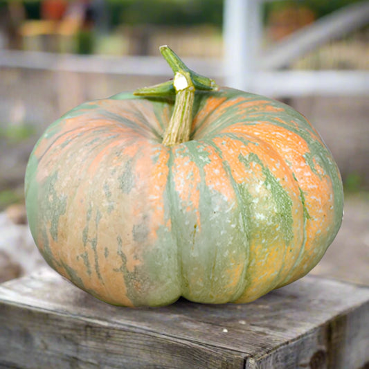 Iran Pumpkin Seeds | Multi Cinderella Squash Seeds | Persian Variety | 2025