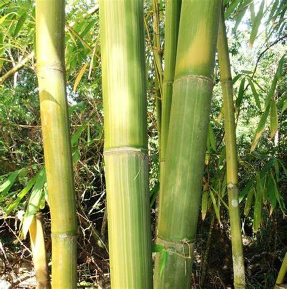 50 Yellow Stripe Bamboo Seeds - Clumping Privacy Plant for Garden - Shade Screen (Phyllostachys aurea) - US Seller