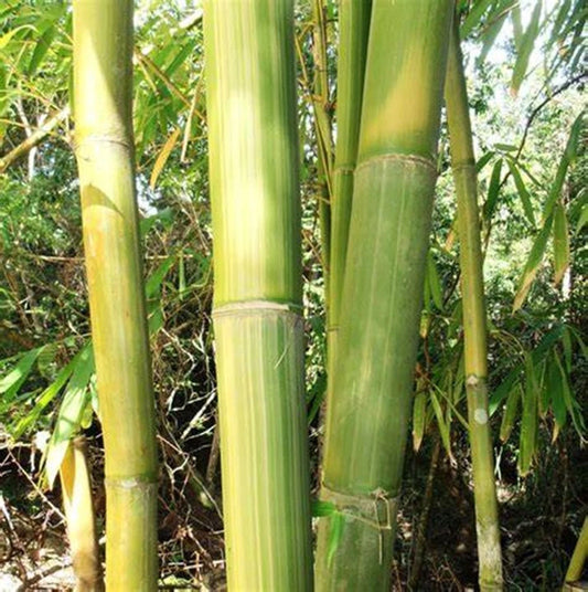50 Yellow Stripe Bamboo Seeds - Clumping Privacy Plant for Garden - Shade Screen (Phyllostachys aurea) - US Seller