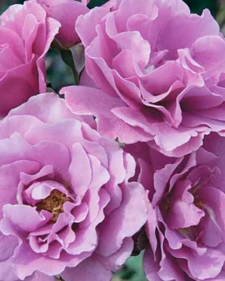 Angel Face Rose Cuttings - 5 Unrooted Cuttings - Colorful Hybrid Tea Rose - Rosa 'Angel Face'