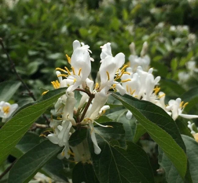 50 Seeds Lonicera fragrantissima | Winter Honeysuckle | Fragrant Flowering Shrub Seeds