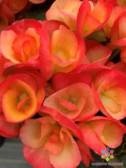 Carnival Rose Begonia Seeds - 25+ Pack for Garden Planting - Ideal for USA Gardens - (Begonia x tuberhybrida)