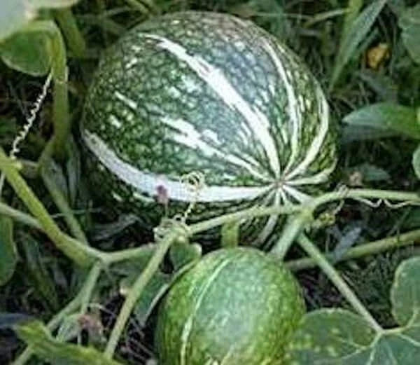 Shark Fin Melon Squash Seeds - Treated Gom bo Cucurbita ficifolia - Non-GMO Vegetable Seeds for Gardening
