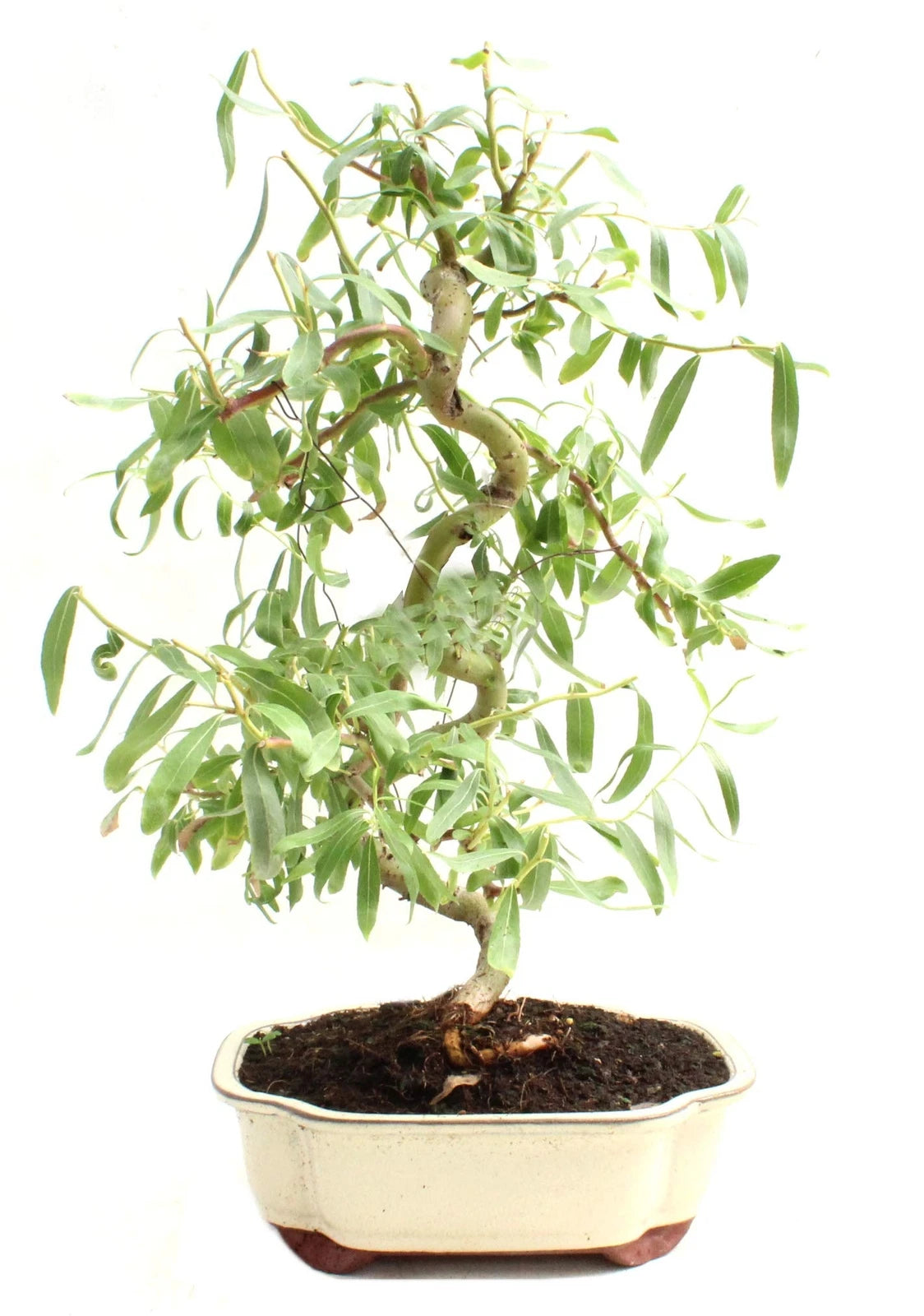 Bonsai Cutting 6" Dwarf Japanese Curly Willow Tree - Rare Fast Growing Salix Matsudana
