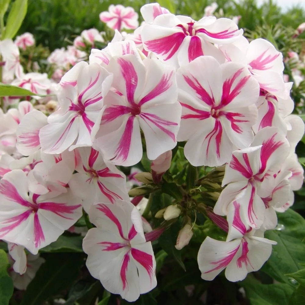 50 Twister Phlox Seeds - Perennial Flower Seeds for Butterfly Gardens - Phlox paniculata - US Seller