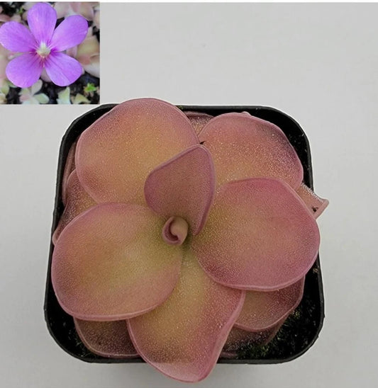 Butterworts Pinguicula pirouette Bare-root Carnivorous Plant