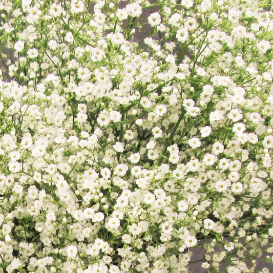 Annual Baby's Breath Seeds - 2025 Planting Gypsophila Elegans - Showy White Flowers