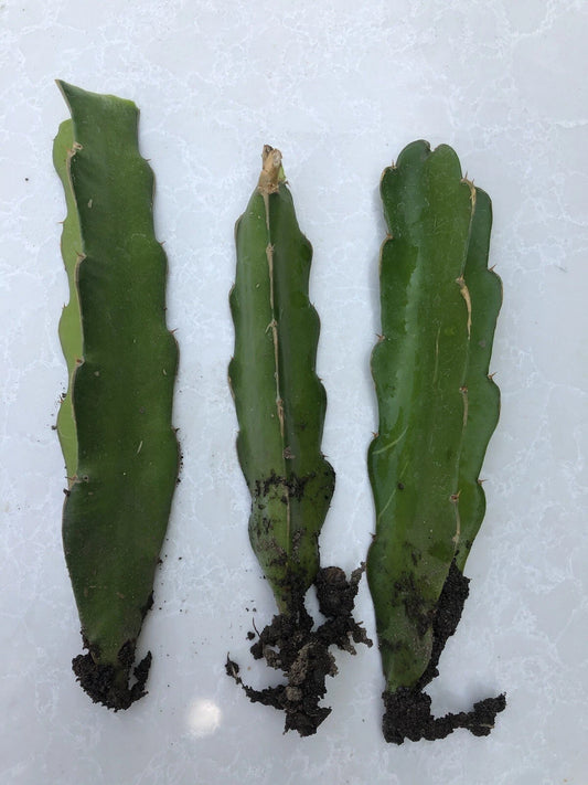 3pcs Live White Dragon Fruit Cuttings with Roots - Hylocereus undatus - Ready to Plant, No Pot Included