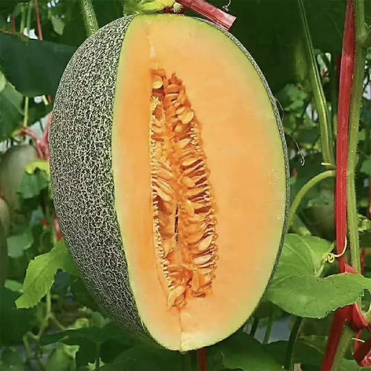 Cantaloupe Seeds 200+ Pack Non-GMO Vine Fruit Seeds Cucumis melo for Home Garden