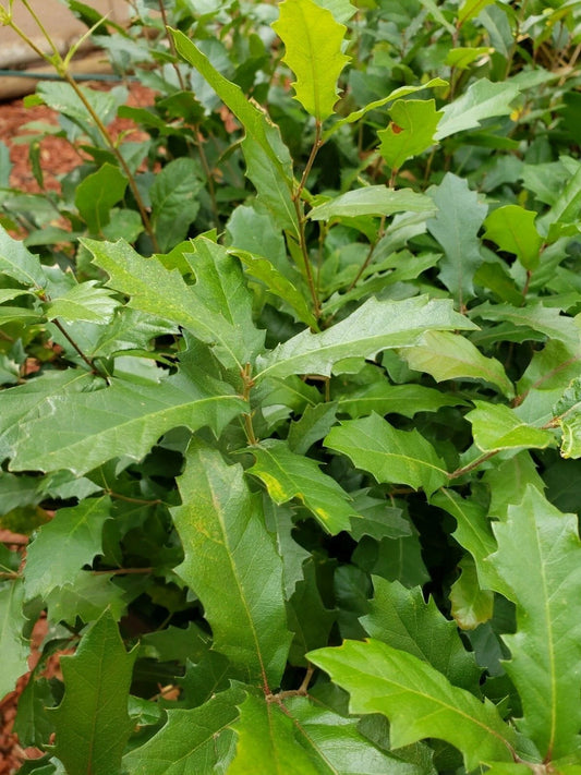 15 Acorns Quercus Ilex Holly Holm Oak Mediterranean Dalmatian Coast