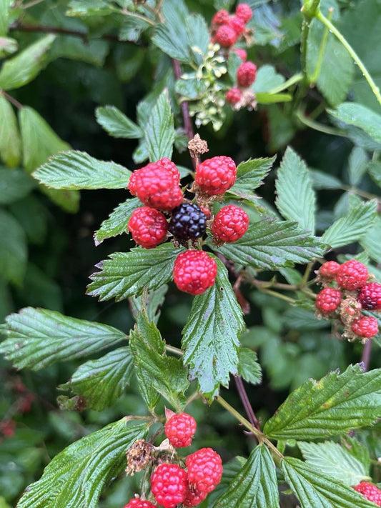 5 LIVE BARE ROOT Wild Blackberries - Rubus fruticosus - Organic Berry Plants for Home Gardening