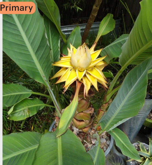 Live Starter Plant - Chinese Dwarf Yellow Banana - Golden Lotus - Musella Lasiocarpa