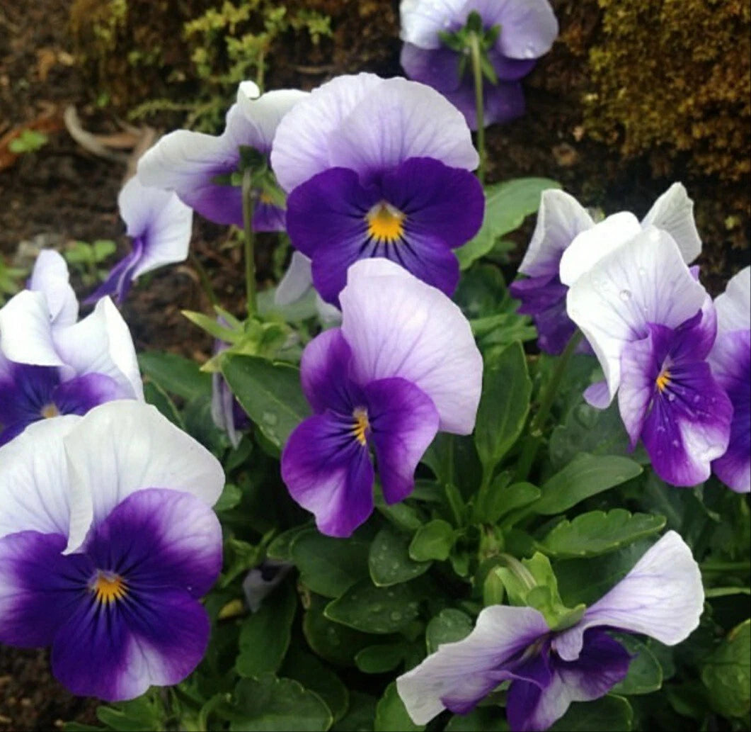 Pansy Seeds - 50 Pack Beaconsfield Variety - Viola Flower Seeds for Colorful Gardens