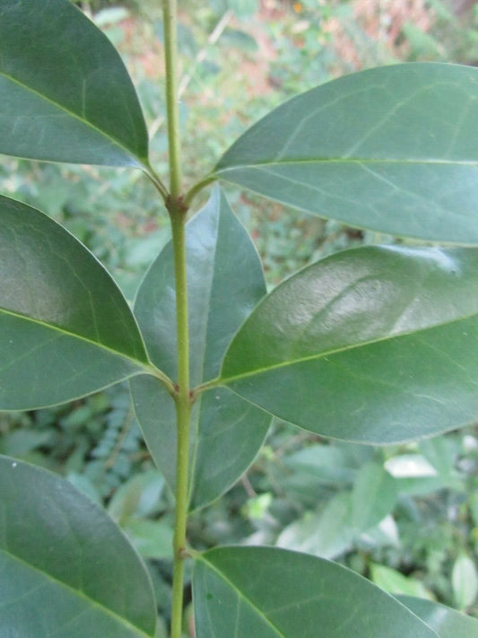 7 Cuttings Japanese Privet - Evergreen Shrub, Ligustrum japonicum, 6-8" Long