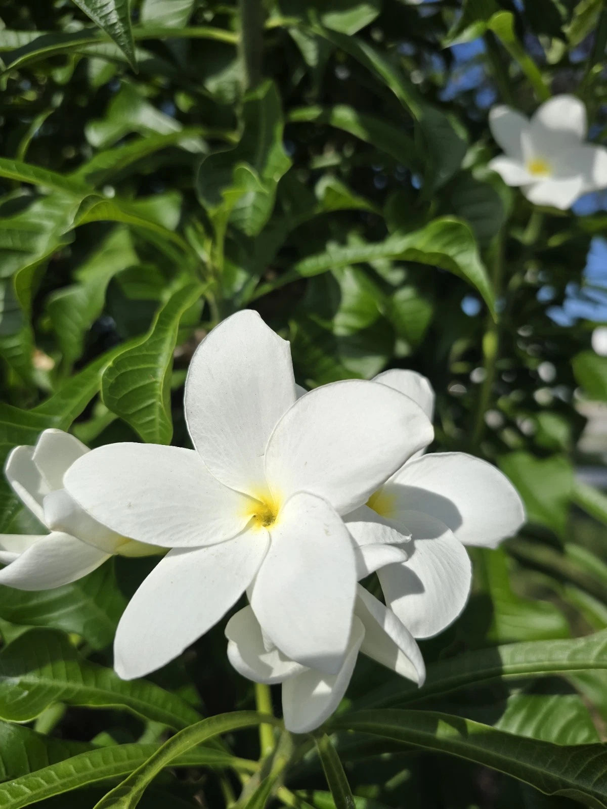 Bridal Bouquet Plumeria Plant Cuttings - 4 Fresh Frangipani Cuttings 8"-12” - Fast-Growing Fragrant Flowers
