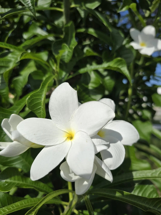 Bridal Bouquet Plumeria Plant Cuttings - 4 Fresh Frangipani Cuttings 8"-12” - Fast-Growing Fragrant Flowers