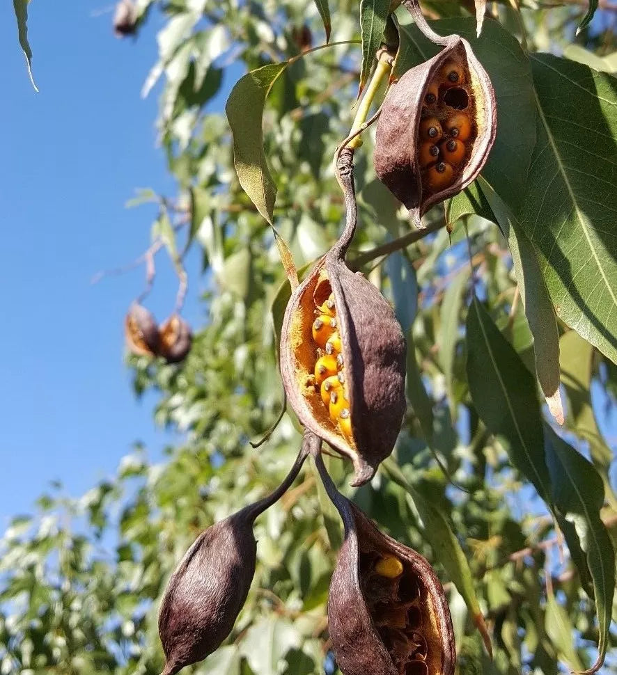 Australian Bottle Tree Seed Pods, 4 Pack, Brachychiton populneus, Seeds for Planting