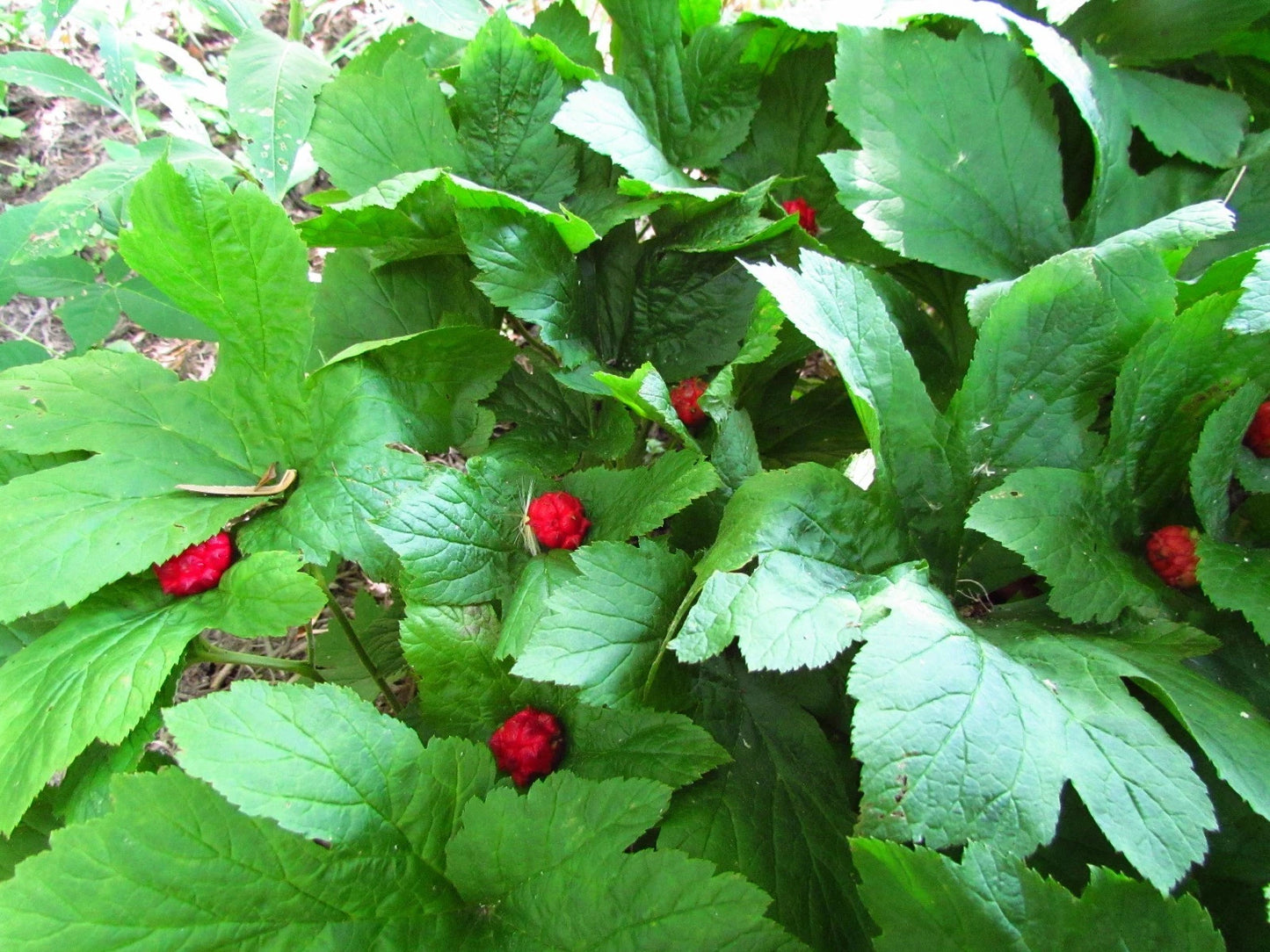Golden Seal Roots - 20 Pieces - Hydrastis canadensis - Herbal Plant for Natural Remedies