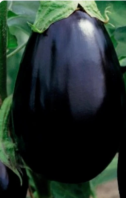 Black Beauty Eggplant Seeds - 200 Non-GMO Vegetable Seeds - Solanum melongena - Heirloom Variety for Home Gardening